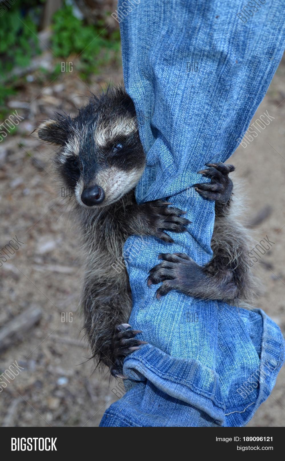 Smallest Racoon Small Racoon - Baby Image & Photo (Free Trial) | Bigstock
