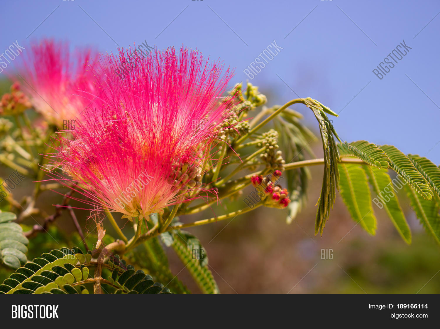 Julibrissin. Image & Photo (Free Trial) Bigstock