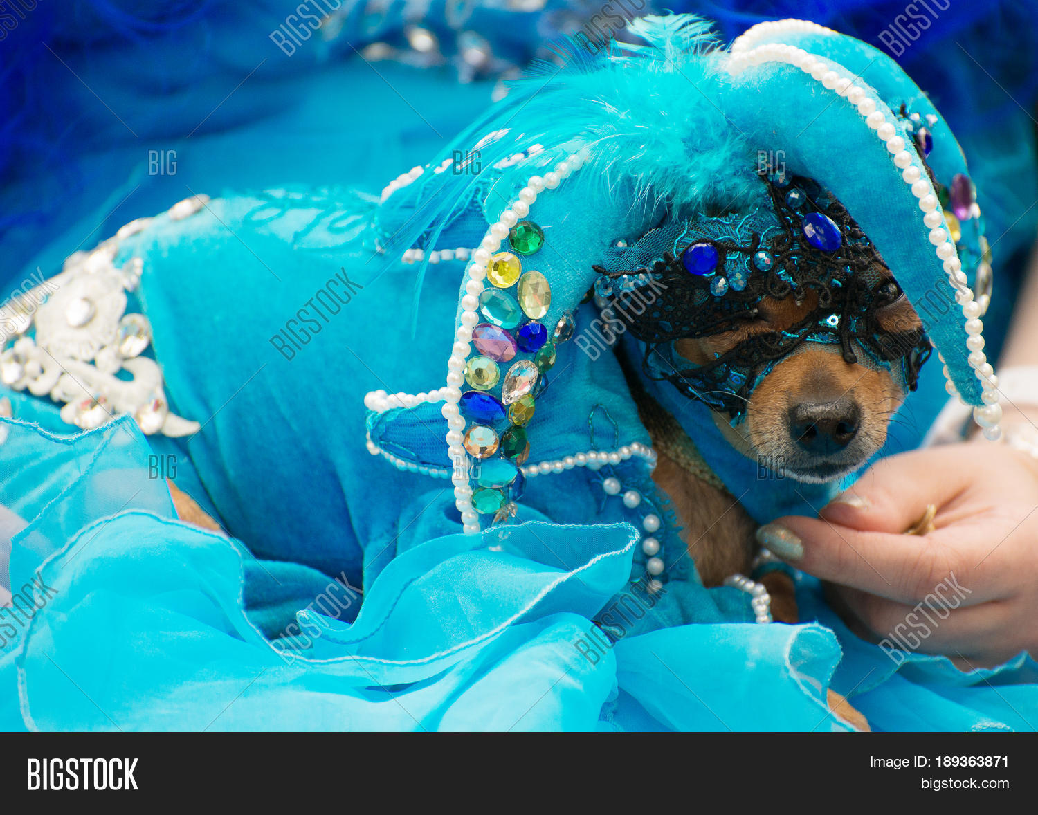 Dog Jester Hat On Image & Photo (Free Trial) Bigstock