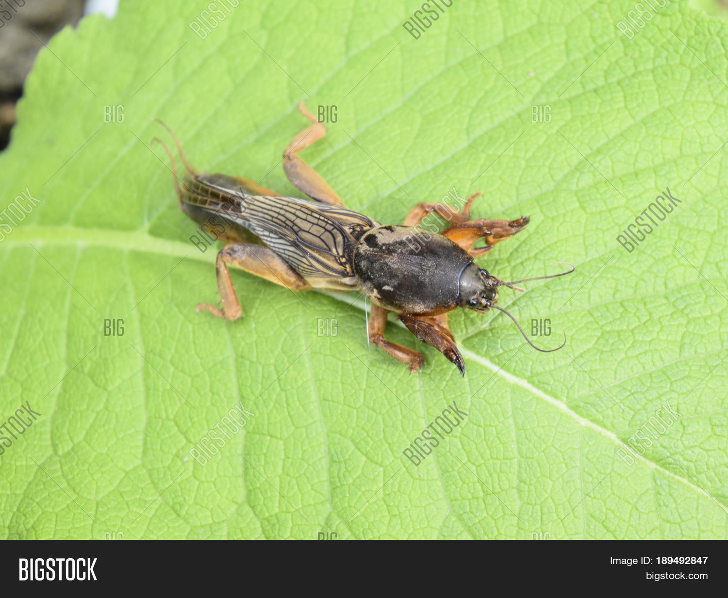 Gryllotalpa Image & Photo (Free Trial) | Bigstock