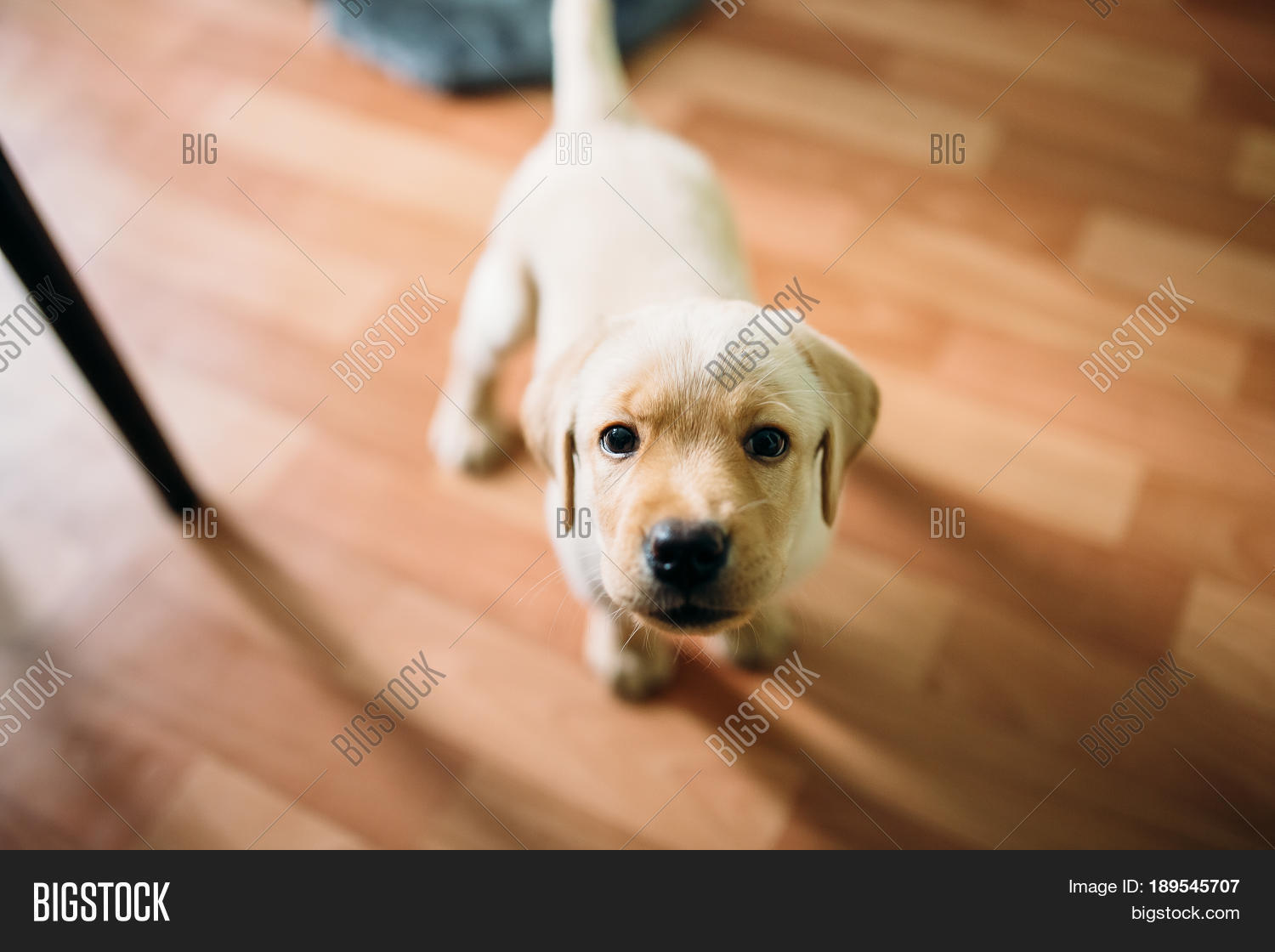 Puppy Labrador Image Photo Free Trial Stock A Puppy Of Labrador Retriever And Golden Plays At Home Concept Dog