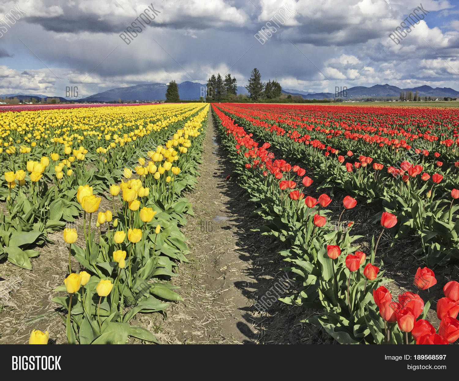 Farm Skagit Valley Image & Photo (Free Trial) Bigstock