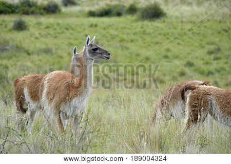 Heard of guanacos in the patagonia fields