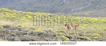 Panoramic view with guanaco stading in the patagonia