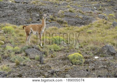 A Guanaco standing in rocky Patagonia fields