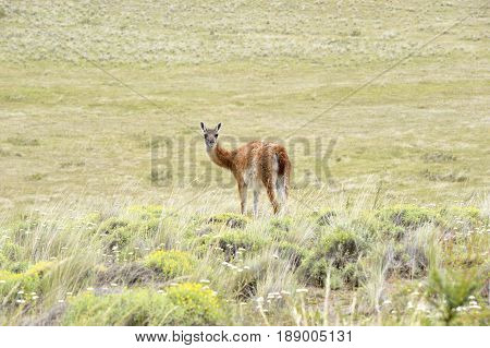 One Guanaco looking back in patagonia fields