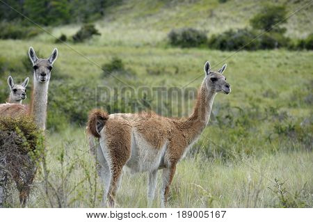 Three Guanacos standing in the Patagonia fields