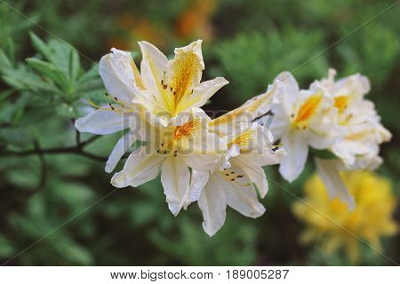 Branch of yellow azalea during flowering period. Rodendron after rain