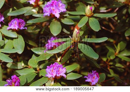 Branches of pink azalea during flowering. Pink azalea flowers with water droplets on the petals in the sun. Rodendron after rain