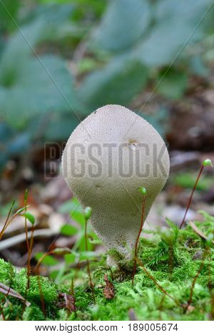 One single Lycoperdon pyriforme or Stump Pufball mushroom usually in a group in natural habitat rotten stump of coniferous tree covered by green moss