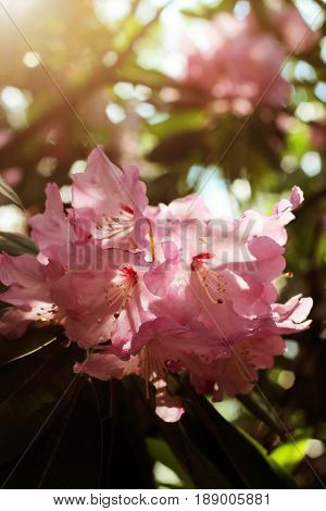 Pink azalea flowers with water droplets on the petals in the sun. Rodendron after rain
