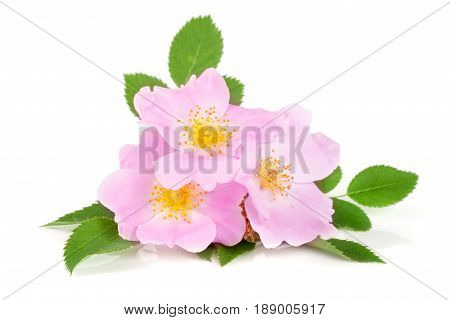 Rosehip flowers with leaf isolated on white background.
