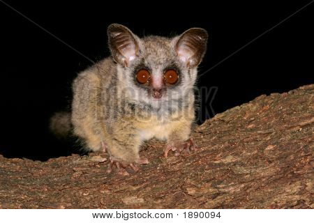 Bushbaby น้อย