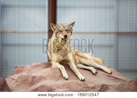 Gray Wolf Lying On The Rock