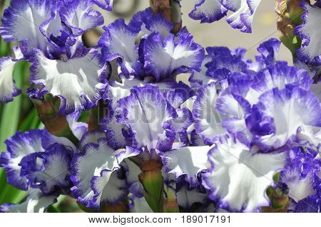 Balmy Iris Flower