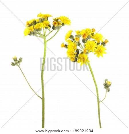 Yellow flowers of hawkweed isolated on white background