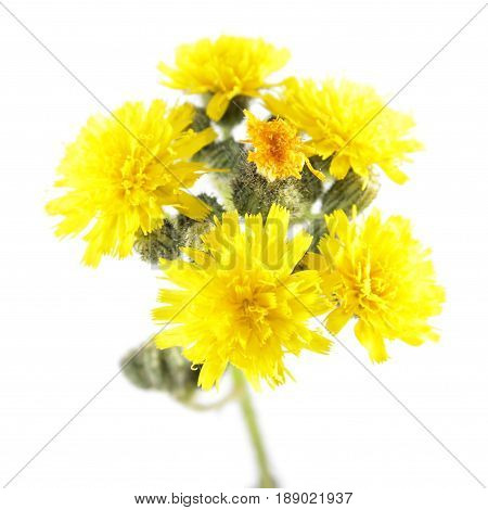 Yellow flowers of hawkweed isolated on white background