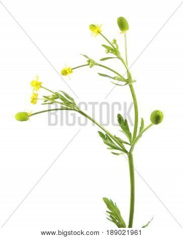 Celery-leaved buttercup (Ranunculus sceleratus) isolated on white background. Very poisonous plant used in traditional medicine