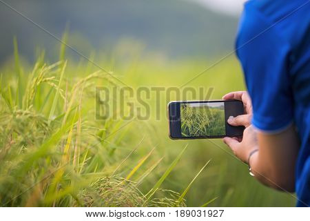 Man using smart phone taking photo of rice field