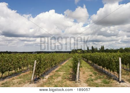 Wineyard