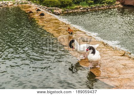 Black-necked swans on the lake in Mezhyhiria near Kiev.