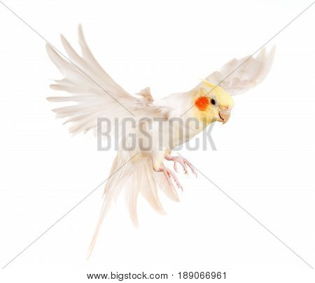female gray cockatiel in front of white background