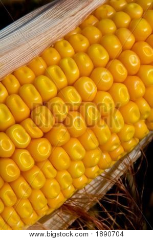 Majs på Cob