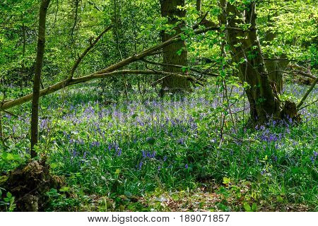 Bluebells in the Esssex woods in springtime with lovely light.