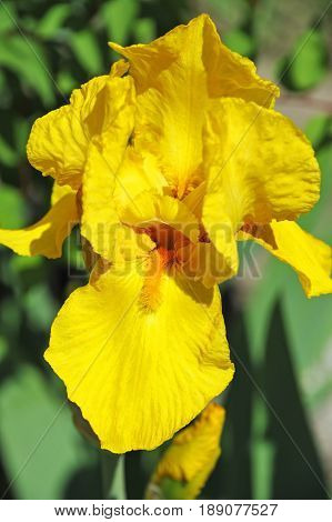 Balmy Iris Flower