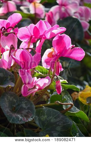 Close up of colorful variegated cyclamen flowers