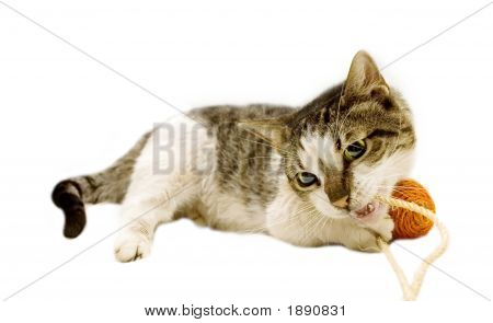 Katze