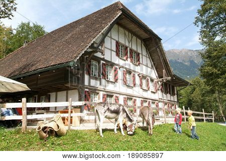 Ballenberg Switzerland - 23 September 2006: childs looking at donkeys in front of an old farm house in Ballenberg a Swiss open-air museum in Brienz Switzerland