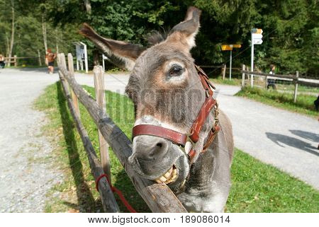 Funny Donkey Eating A Pice Of Wood