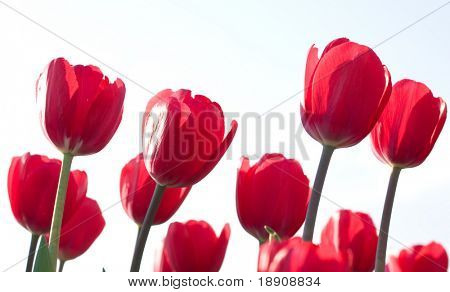 Rode tulpen op witte achtergrond