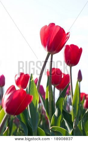 Rode tulpen