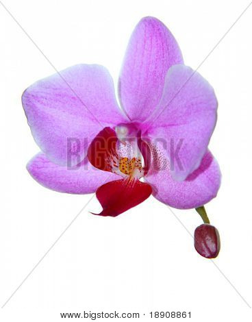Mooie roze phalaenopsis orchideeën geïsoleerd op witte achtergrond