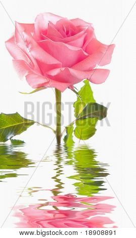Een mooie roze roos geïsoleerd op witte achtergrond