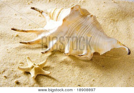 Schelpen op zand