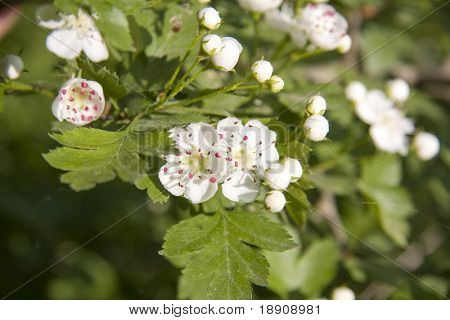 Witte bloemen op een boomtak