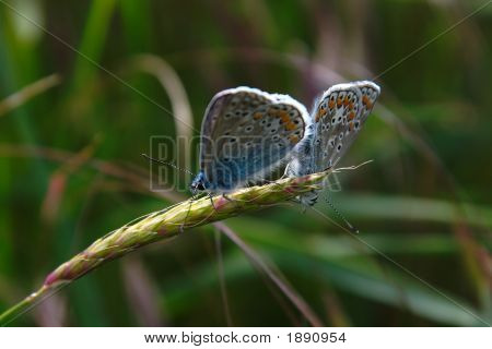 Adonis Blue
