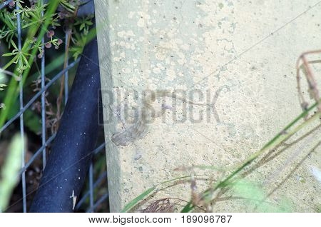 closeup view of transparent gecko on the wall