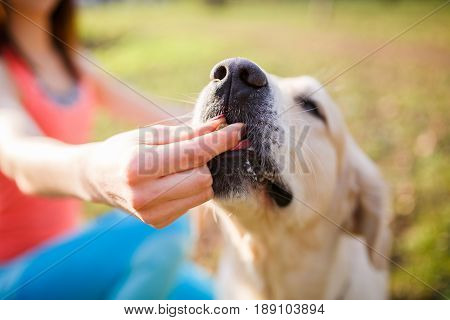Woman giving treat labrador dog on street during day