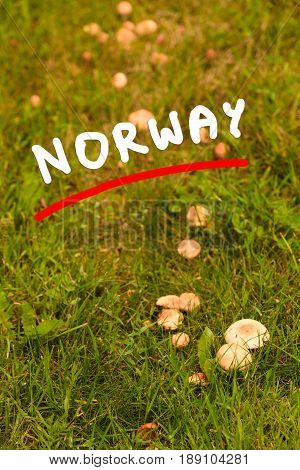 Wild Mushrooms Growing In Green Meadow