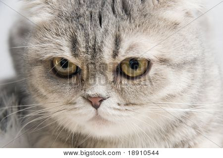 Gatto birichino