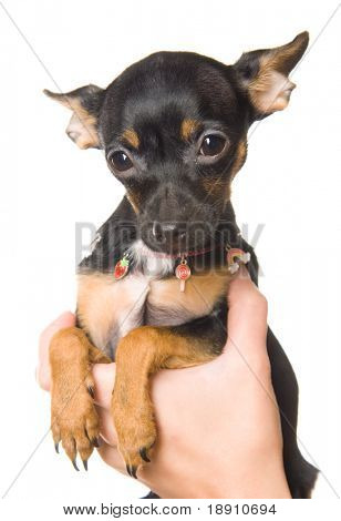 Imádnivaló kis toy terrier elszigetelt fehér