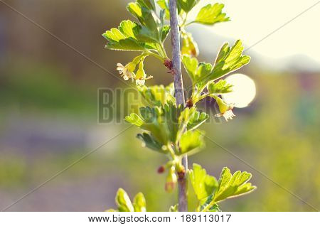 Currant Bush In Spring Garden