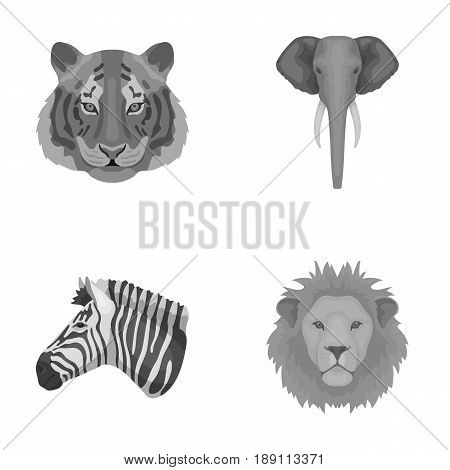 Tiger, lion, elephant, zebra, Realistic animals set collection icons in monochrome style vector symbol stock illustration .