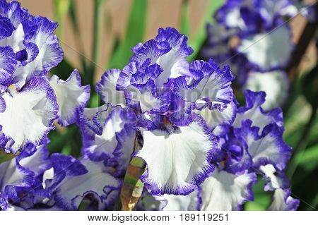 Balmy Iris Flower