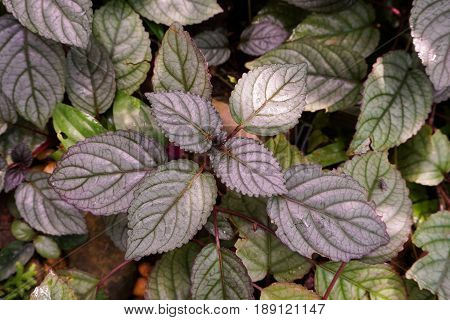 fresh hemigraphis alternata plant in nature garden