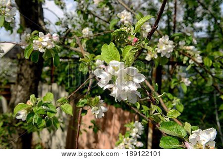 flowering tree lilac closeupconcept of flowers and spring